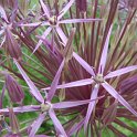 Allium christophii fleur